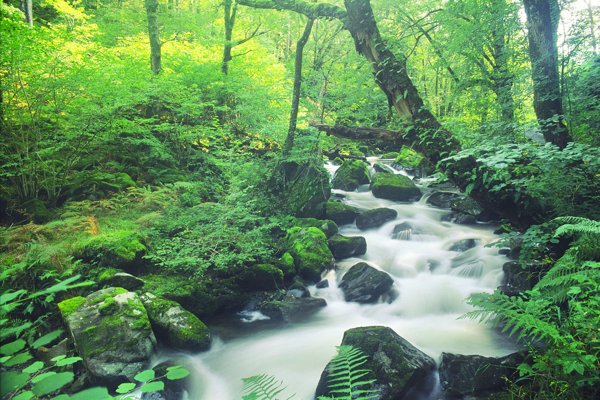 Afon Gwynant - near Dolgellau