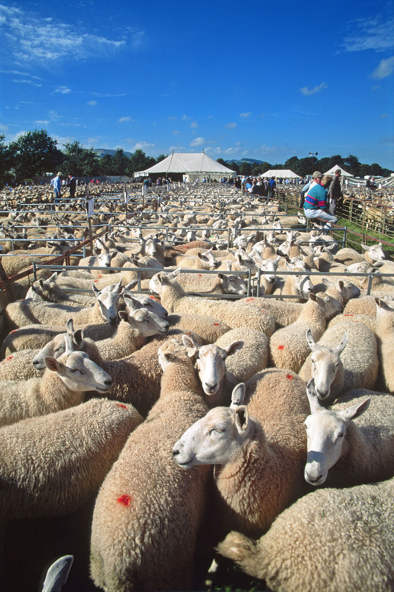 Sheep sales, Builth Wells