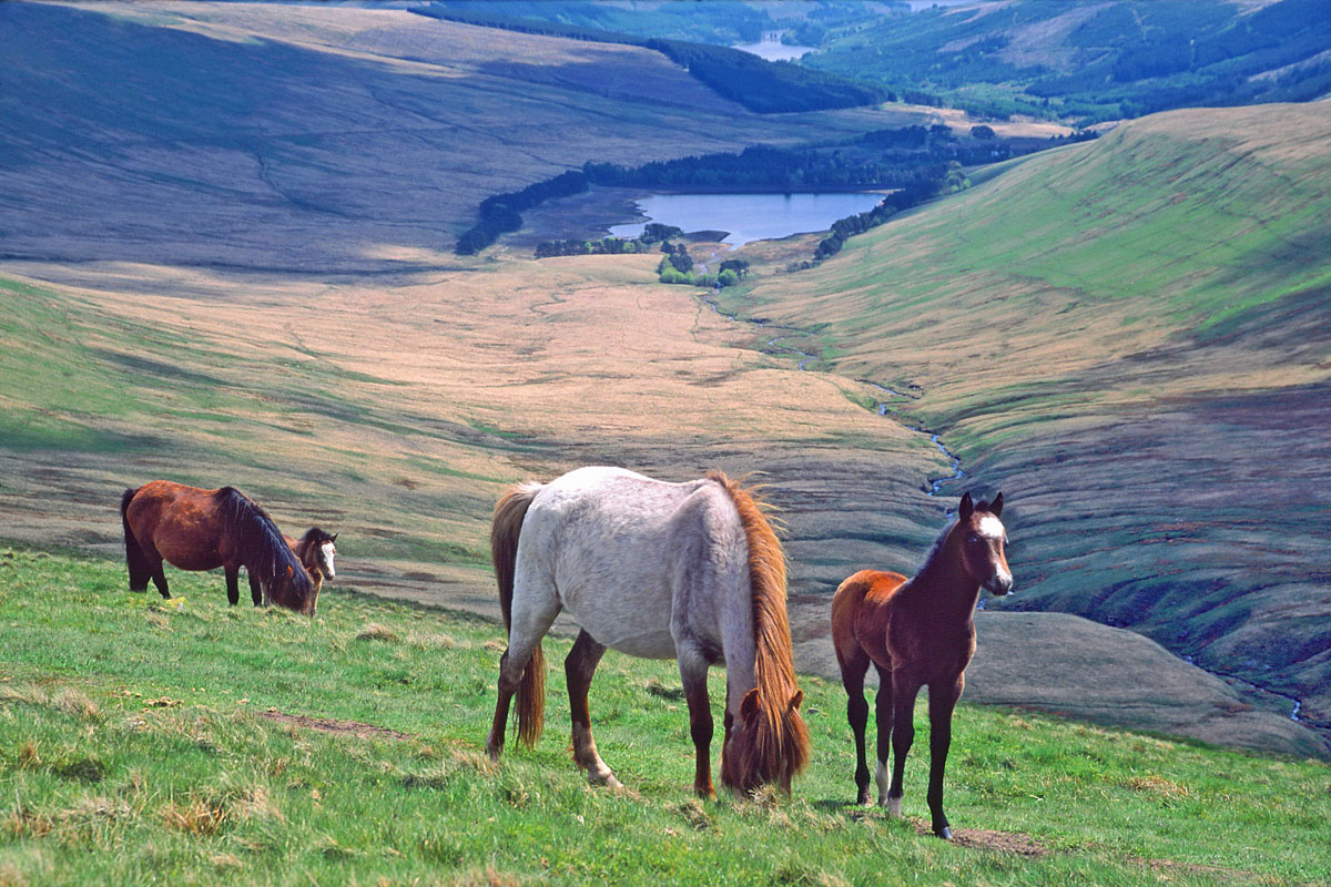 Welsh mountain ponies, high on Pen y Fan