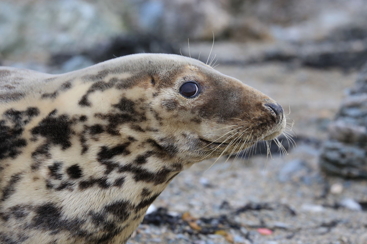 Atlantic Grey Seal