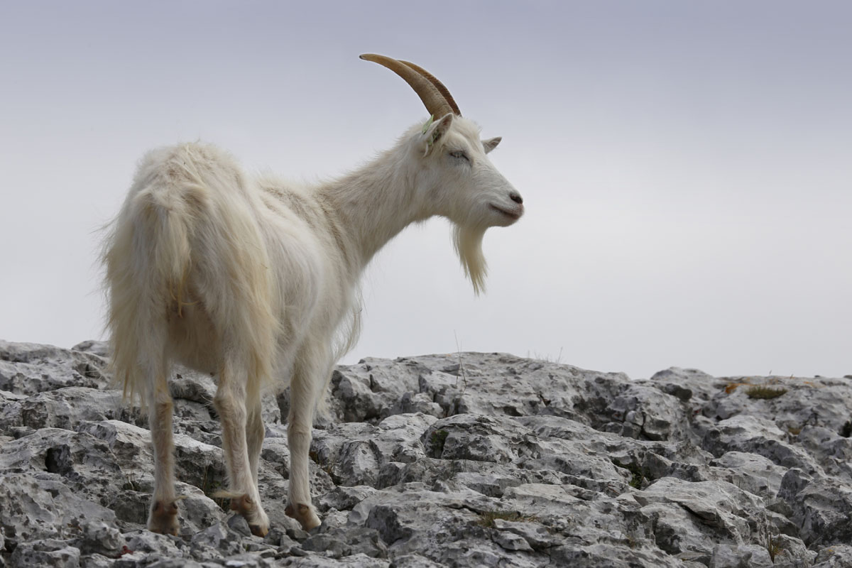 Great Orme goat