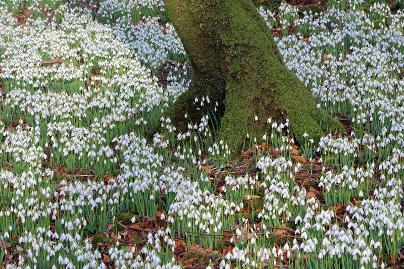 Snowdrops 1