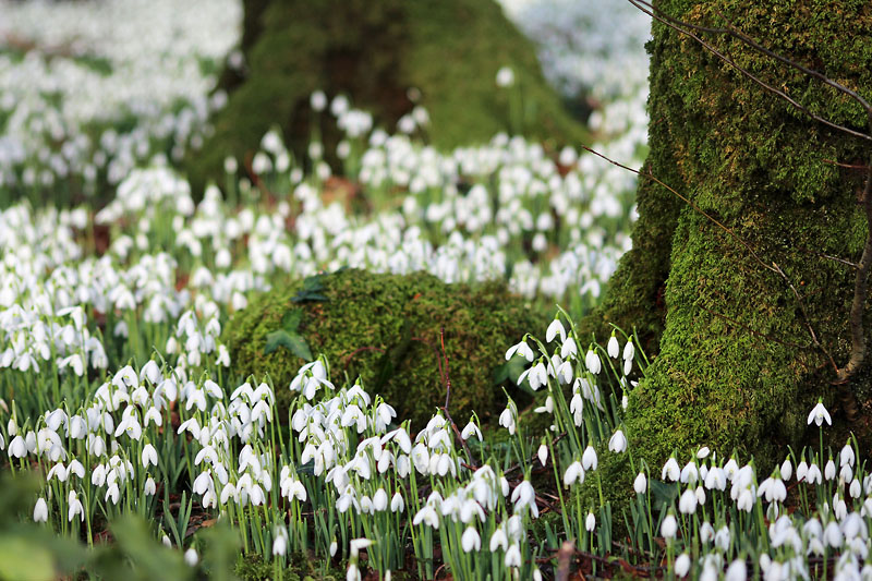 Snowdrops 2