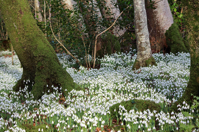 Snowdrops 8