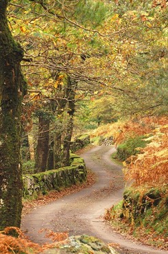 Autumn lane