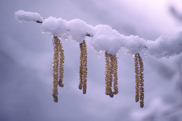 Catkins