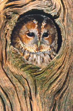 Tawny Owl