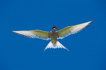 Artic Tern