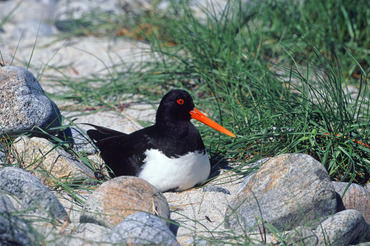 Oystercatcher