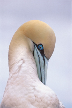 Gannet