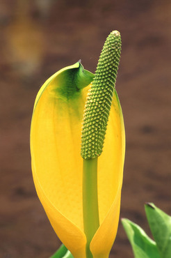 Skunk Cabbage