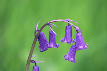 Bluebells