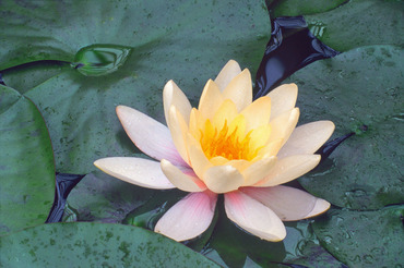 Water Lily