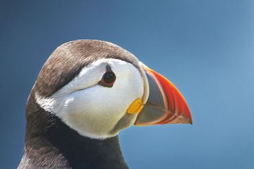 Puffin