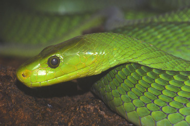 Green Mamba