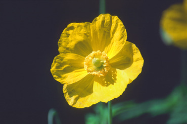 Welsh Poppy