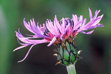 Cornflower