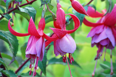 Fuchsia