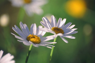 Ox-eye Daisies