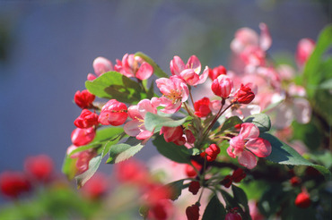 Japanese Crab Apple