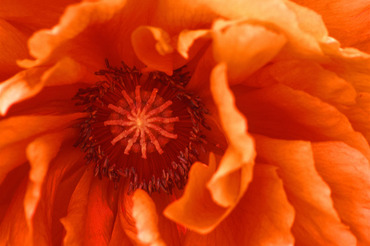 Oriental Poppy