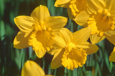 Daffodils