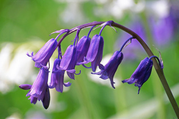 Bluebells