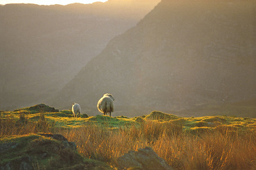 Early morning light