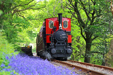 Talyllyn Railway - Loco no 6 Douglas passing Talyllyn bluebells