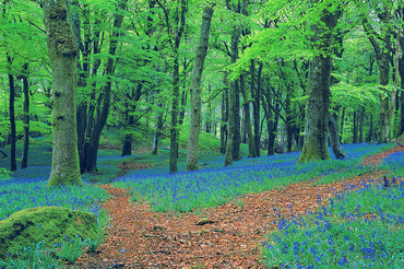 Bluebell woods