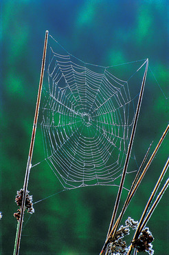 Frosty web