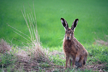 Brown hare