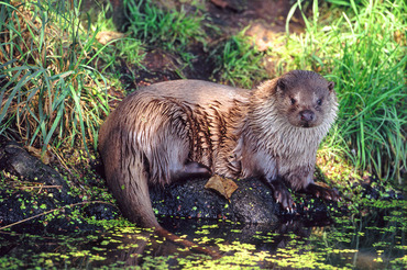 European Otter