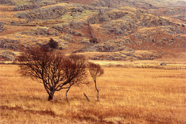 Russet fields