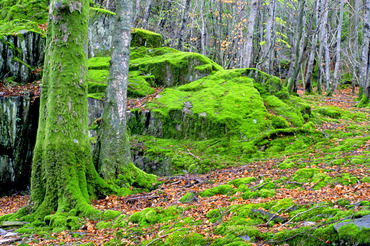 Woodland carpet