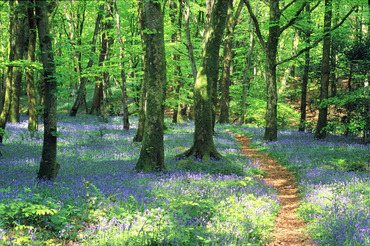 Bluebell woods