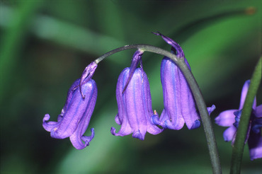 Bluebells