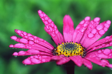 Osteospermum