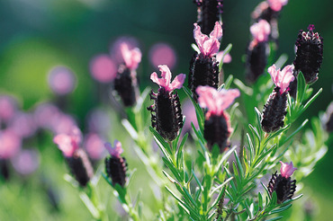 French Lavender