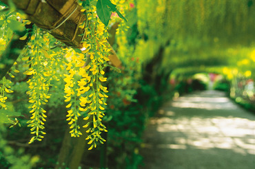 Laburnum