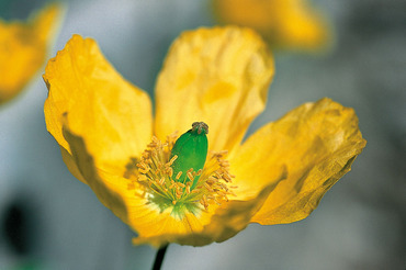 Welsh Poppy