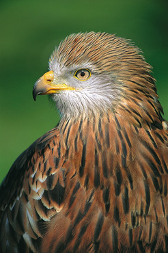 Red Kite