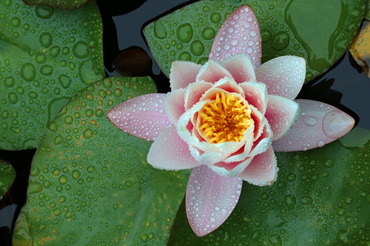 Water Lily