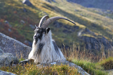 Mountain goat