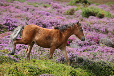 Carneddau Mountain Pony