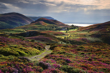 Moorland carpet