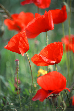 Poppies