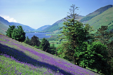 Bluebells above Talyllyn