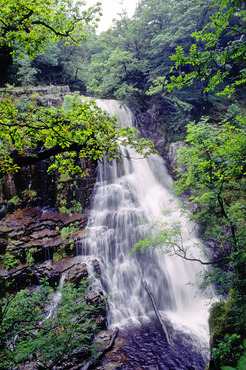 Pistyll Cain, Coed y Brenin Forest