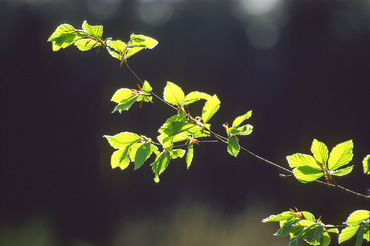 Beech leaves